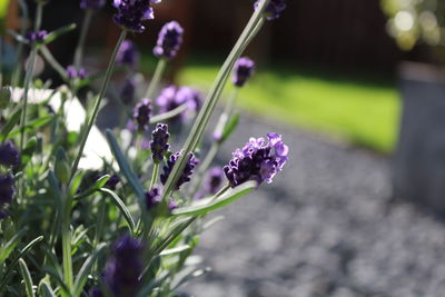 Close-up of purple flowers blooming outdoors