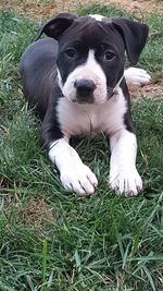 Portrait of dog relaxing on field