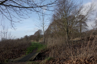 Bare trees on landscape against sky