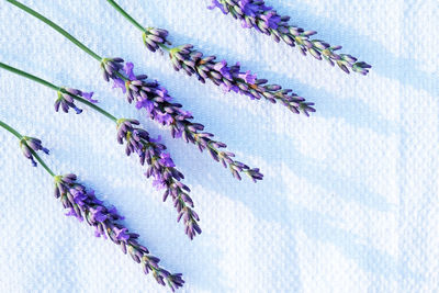 Low angle view of purple flowering plant