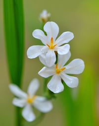 Close-up of flowers blooming outdoors