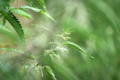 Close-up of fresh green plant on field