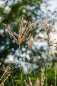 Close-up of stalks in field