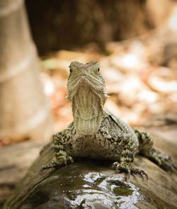 Close-up of lizard sitting on rock