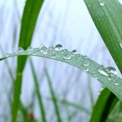 Close-up of raindrops on leaf