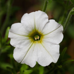 Close-up of white flower blooming outdoors