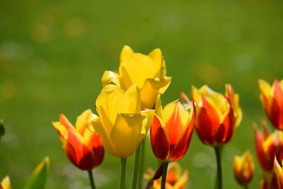 Close-up of yellow tulips on field