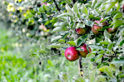 Close-up of berries on tree