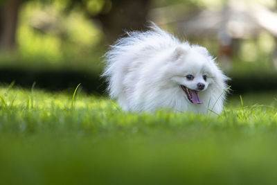 Close-up of white dog on grass