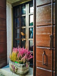 Close-up of potted plant
