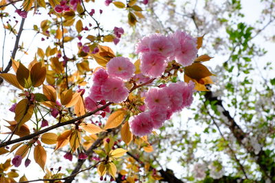 Low angle view of pink cherry blossoms in spring