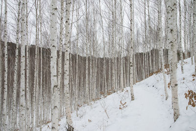 Snow covered trees in winter