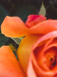 Macro shot of orange rose flower
