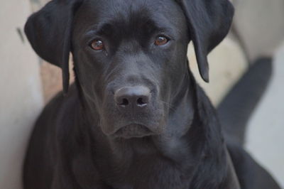 Portrait of black dog