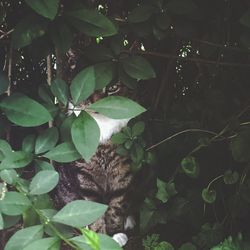 Cat amidst plants