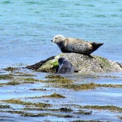 Duck swimming in sea