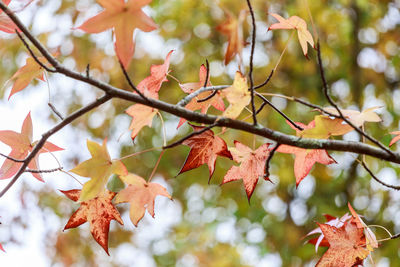 Low angle view of maple leaves on tree