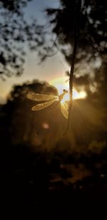 Close-up of silhouette plant against sky during sunset