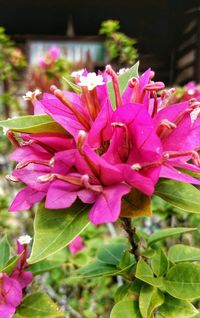 Close-up of pink flowers