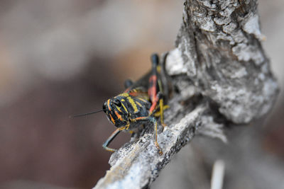 Close-up of insect