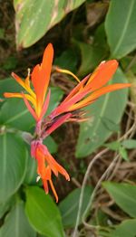 Close-up of orange flower