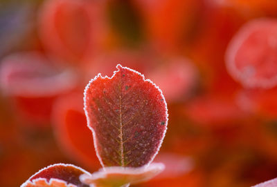 Beautiful red aronia leaves with a frosty edge. morning scenery in the garden. 