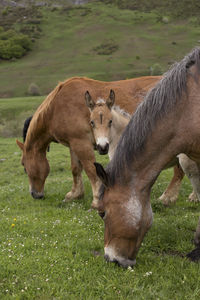 Horses in a field