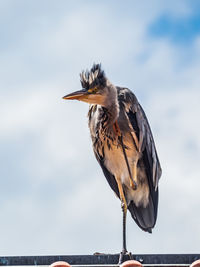 Close-up of a bird