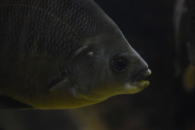 Close-up of fish swimming in aquarium