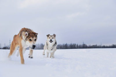 Dogs running on snow covered land