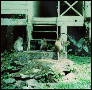 View of a monkey
