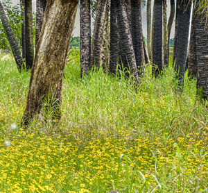 View of pine trees in forest