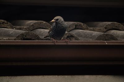 Close-up of bird