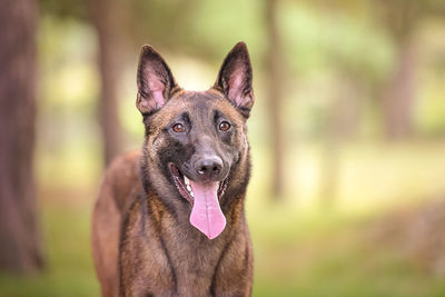 Portrait of a dog