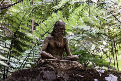 Low angle view of monkey sitting on tree in forest