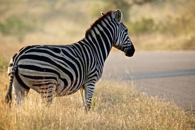 Side view of zebra standing on grass