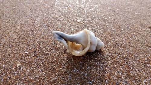 Close-up of sand on beach