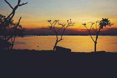 Silhouette of trees at sunset