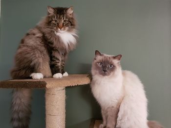 Portrait of kitten sitting on floor