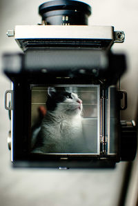 Close-up of cat photograph on camera