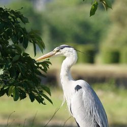 Bird perching on a tree