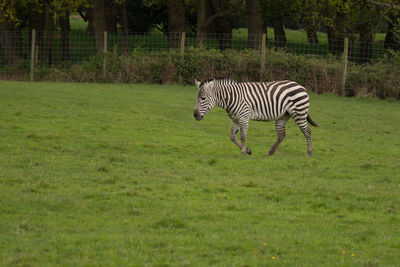 Zebra standing on field