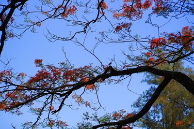 Low angle view of flowering tree against blue sky