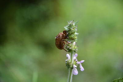 Close-up of insect on flower