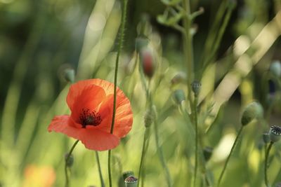 Close-up of red poppy flower