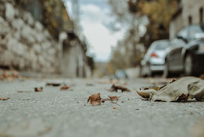 Surface level of dry leaves on road