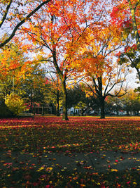 Autumn trees in park