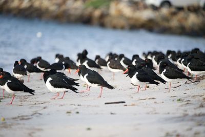 Flock of birds on beach