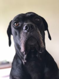 Close-up portrait of black dog against white background