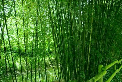 Full frame shot of lush foliage